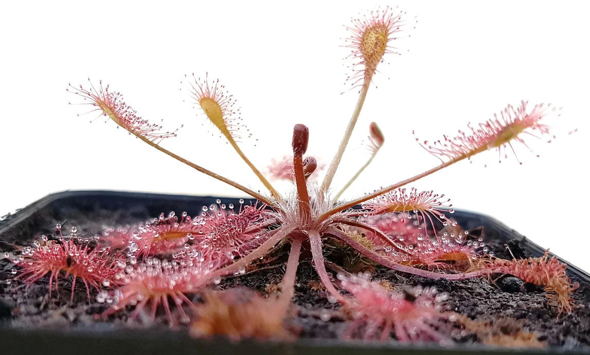 Drosera x Eloisiana Giant (Beleziana Giant)