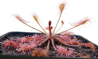 Drosera x Eloisiana Giant (Beleziana Giant)