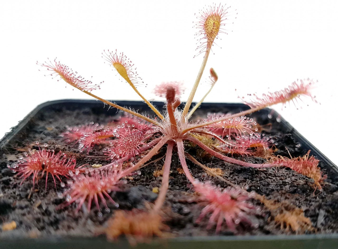 Drosera x Eloisiana Giant (Beleziana Giant)