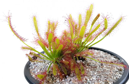 Drosera Capensis Crestate