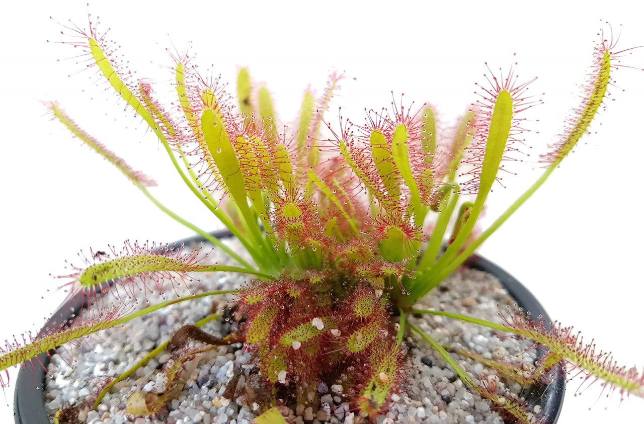 Drosera Capensis Crestate