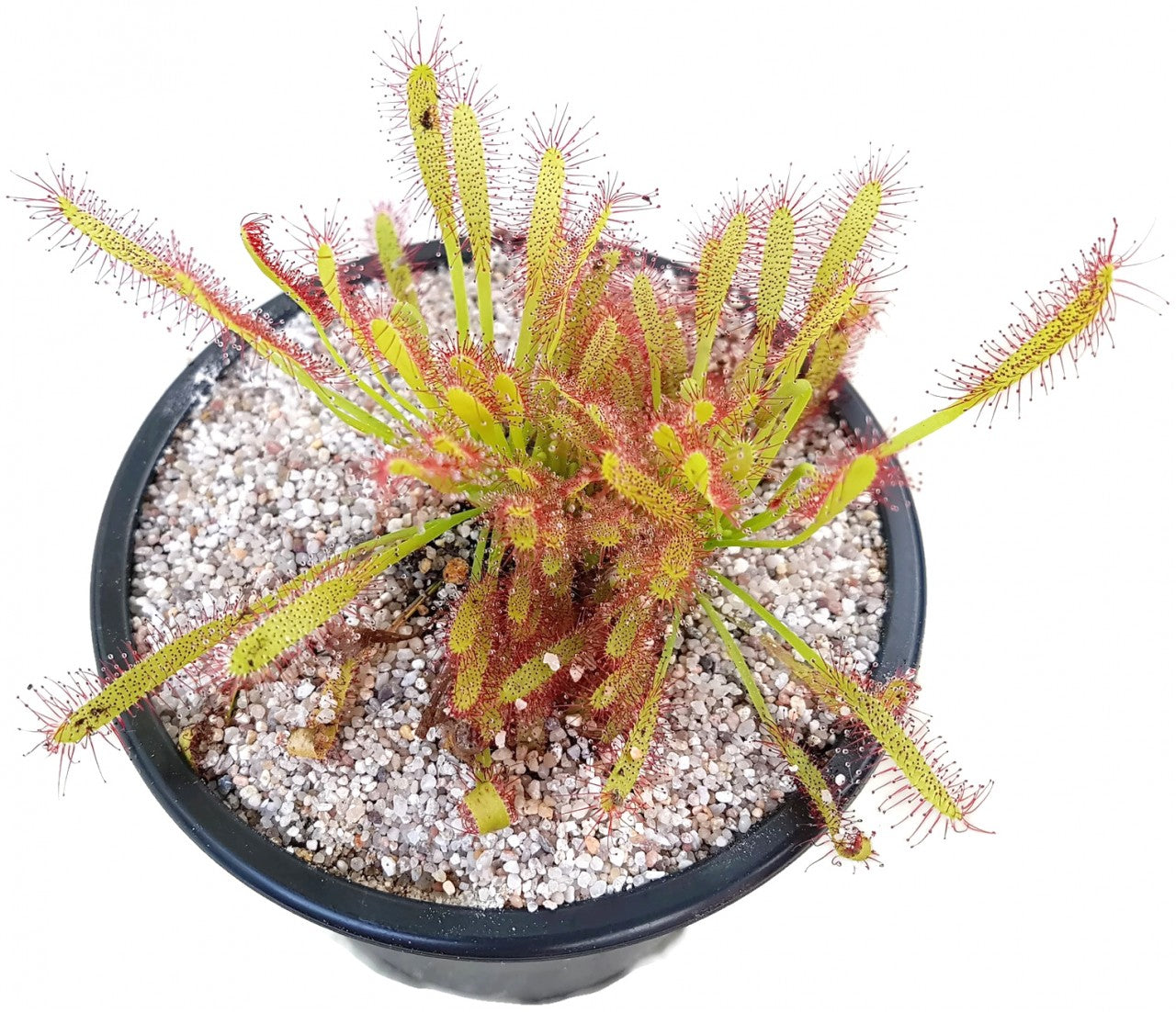 Drosera Capensis Crestate