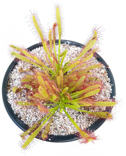 Drosera Capensis Crestate