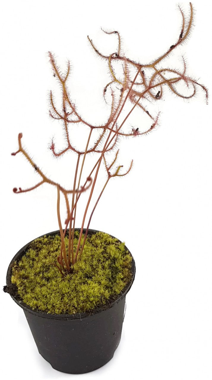 Drosera Binata Marston Dragon