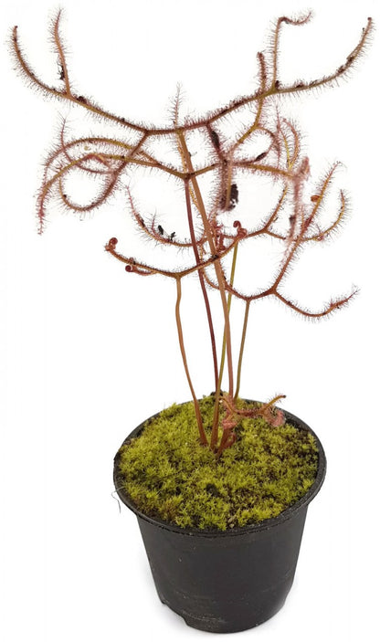 Drosera Binata Marston Dragon