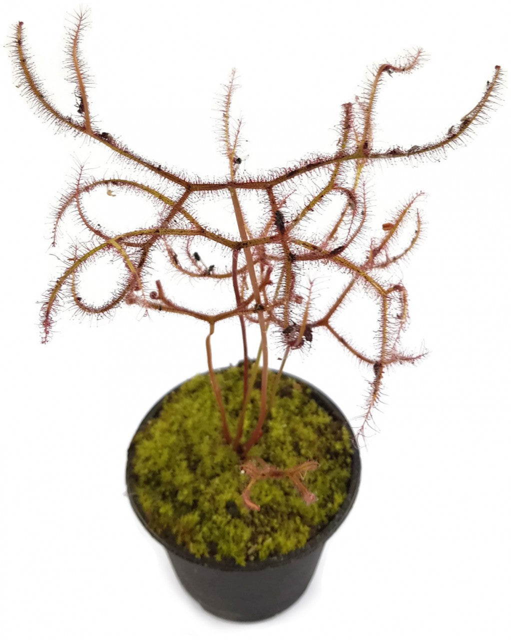 Drosera Binata Marston Dragon