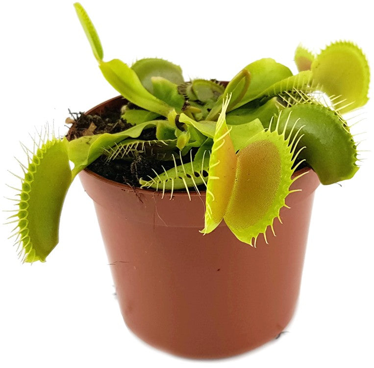 Dionaea muscipula &quot;B 52&quot;