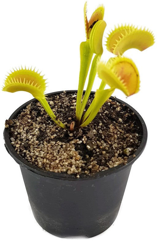 Dionaea muscipula &quot;Tiger Fangs&quot;