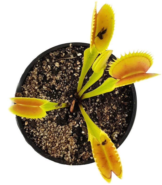 Dionaea muscipula &quot;Tiger Fangs&quot;