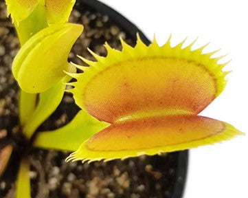 Dionaea muscipula &quot;Tiger Fangs&quot;