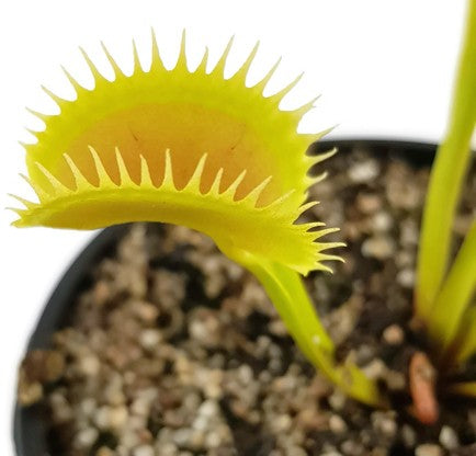 Dionaea muscipula &quot;Tiger Fangs&quot;