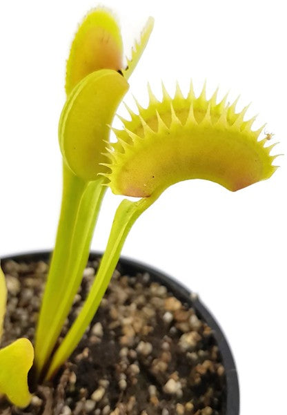 Dionaea muscipula &quot;Tiger Fangs&quot;