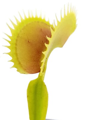 Dionaea muscipula &quot;Tiger Fangs&quot;