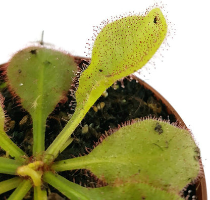 Drosera X Andromeda