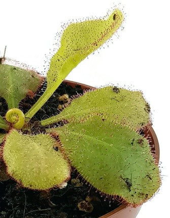 Drosera X Andromeda