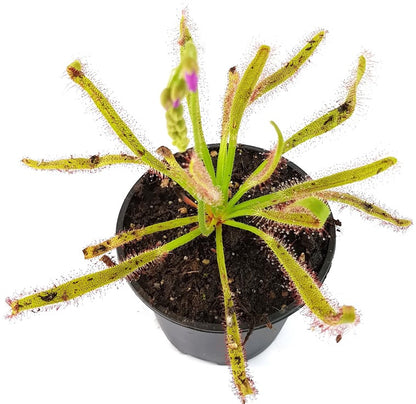 Drosera Capensis X Wide Leaf Typ