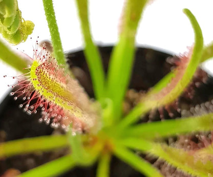 Drosera Capensis X Wide Leaf Typ