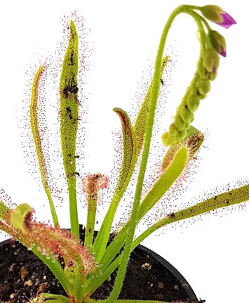 Drosera Capensis X Wide Leaf Typ