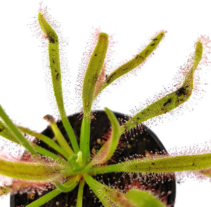 Drosera Capensis X Wide Leaf Typ