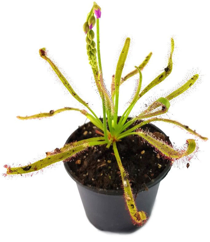 Drosera Capensis X Wide Leaf Typ