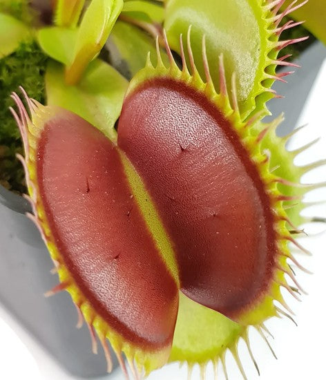 Dionaea muscipula "Big Teeth Red Giant"