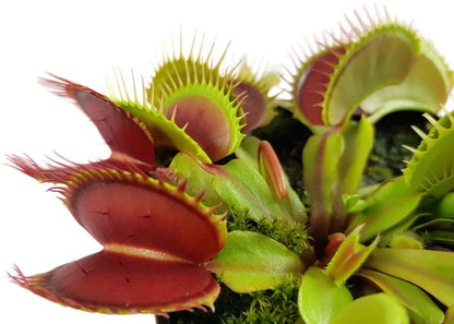 Dionaea muscipula &quot;Big Teeth Red Giant&quot;