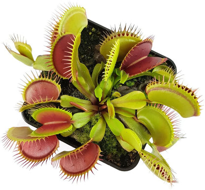 Dionaea muscipula &quot;Big Teeth Red Giant&quot;