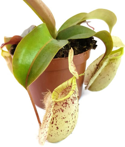 Nepenthes X Hookeriana &quot;white&quot;
