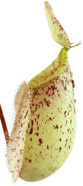 Nepenthes X Hookeriana &quot;white&quot;