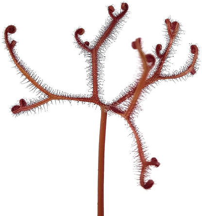 Drosera Binata Marston Dragon