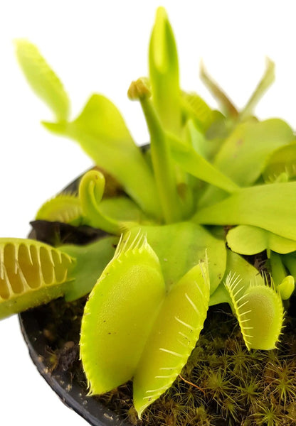 Dionaea muscipula &quot;All Green&quot;