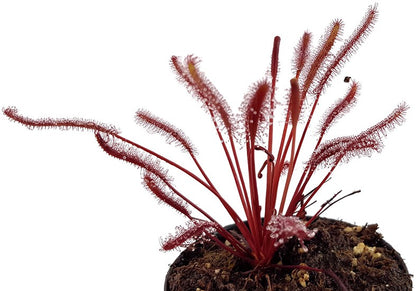 Drosera Capensis All Red