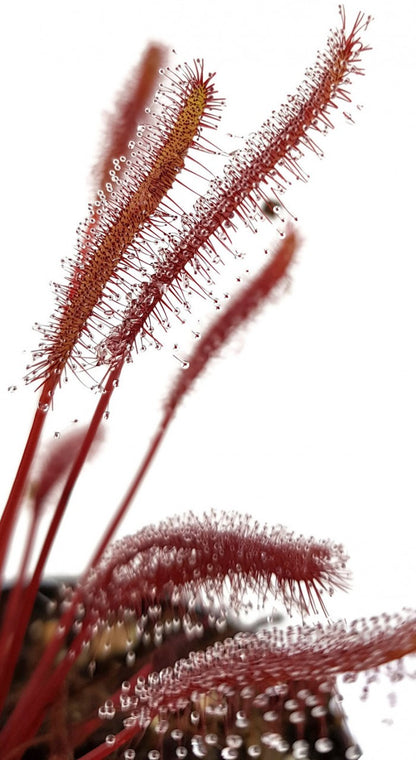 Drosera Capensis All Red