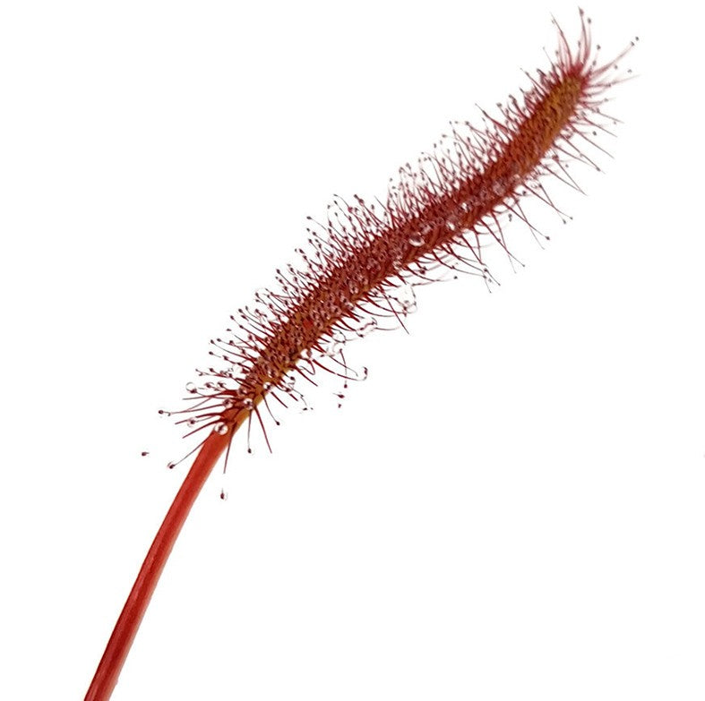 Drosera Capensis All Red