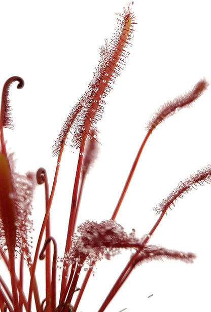 Drosera Capensis All Red