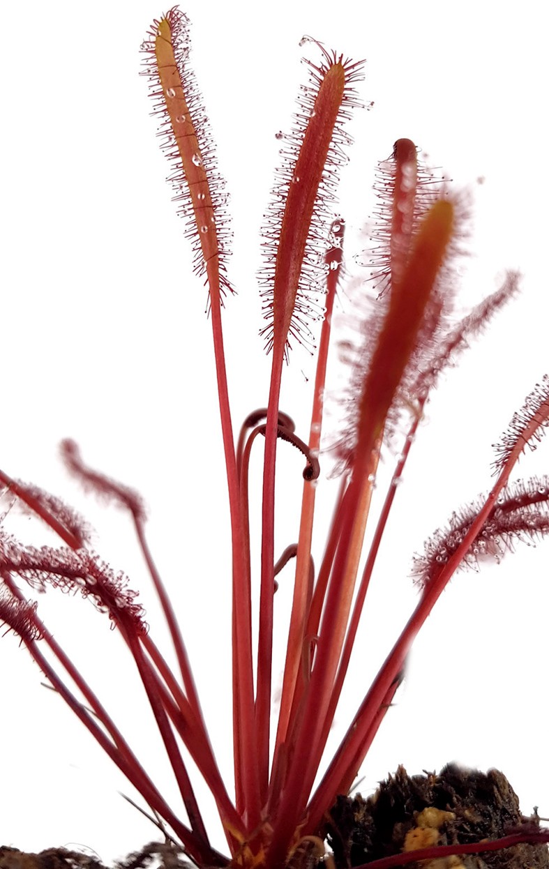 Drosera Capensis All Red