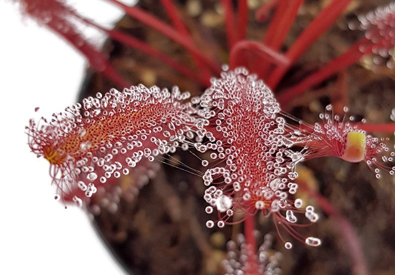 Drosera Capensis All Red