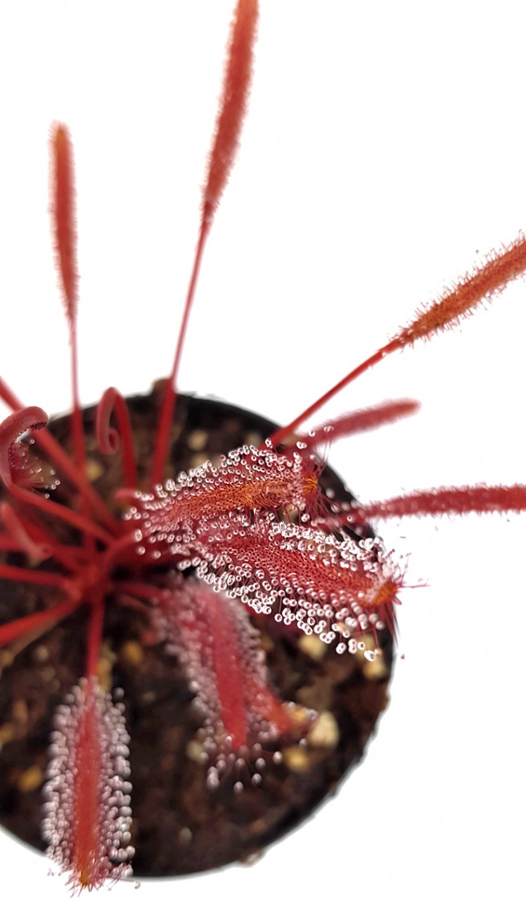 Drosera Capensis All Red