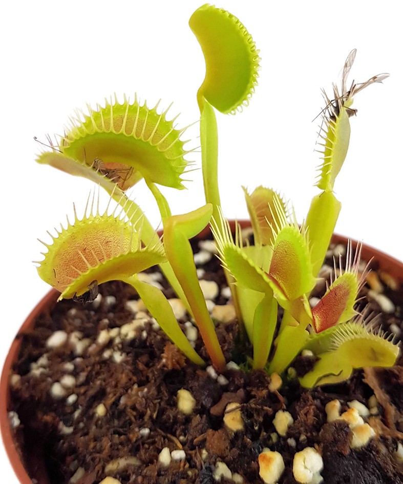 Dionaea muscipula &quot;GJ Giant Form&quot;