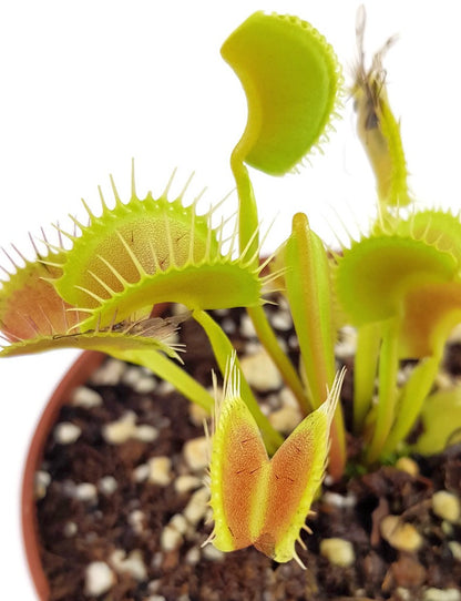 Dionaea muscipula &quot;GJ Giant Form&quot;