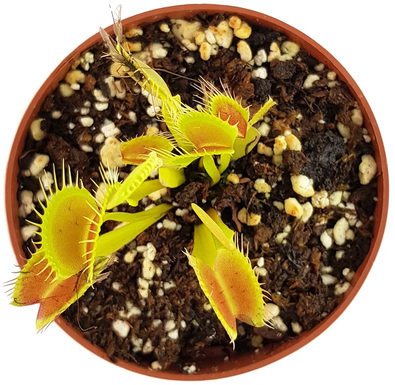 Dionaea muscipula &quot;GJ Giant Form&quot;