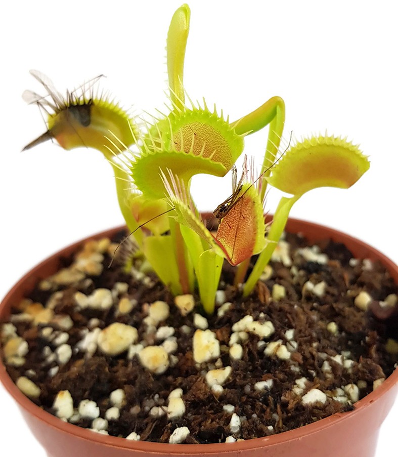 Dionaea muscipula &quot;GJ Giant Form&quot;