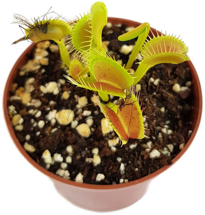 Dionaea muscipula &quot;GJ Giant Form&quot;