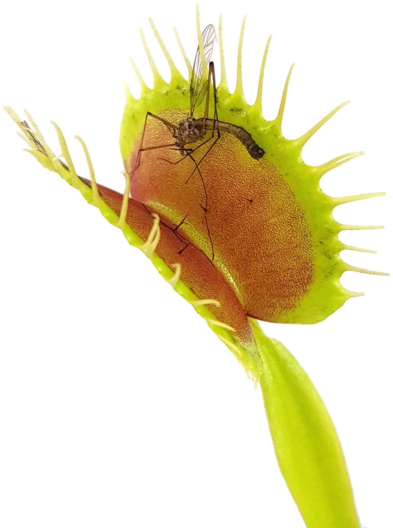 Dionaea muscipula &quot;GJ Giant Form&quot;