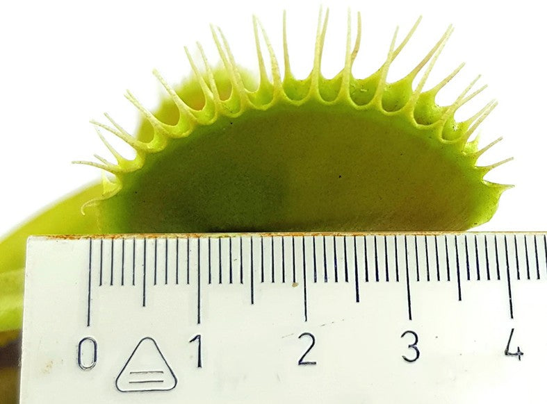 Dionaea muscipula &quot;GJ Giant Form&quot;