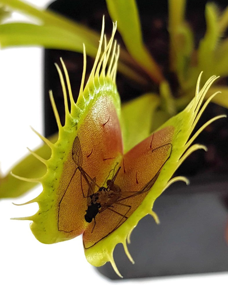 Dionaea muscipula &quot;GJ Giant Form&quot;