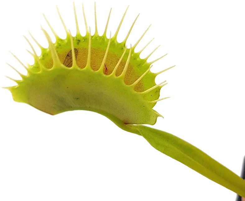 Dionaea muscipula &quot;GJ Giant Form&quot;