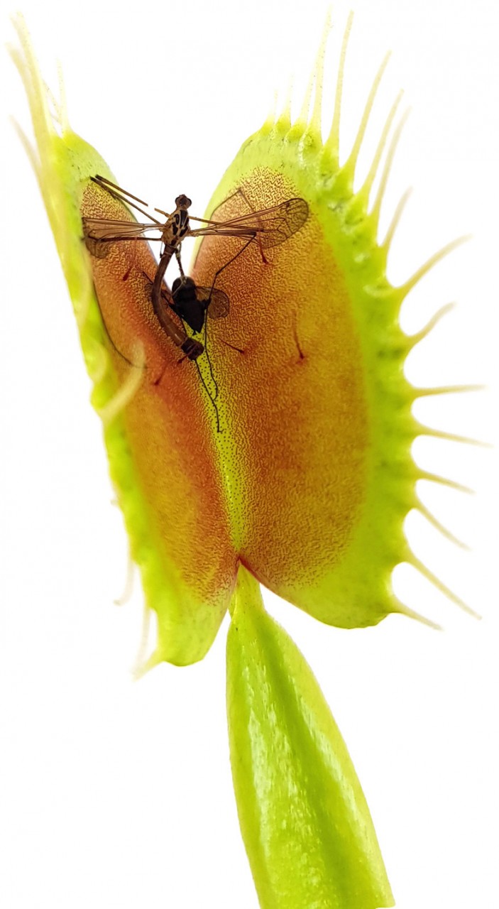 Dionaea muscipula &quot;GJ Giant Form&quot;