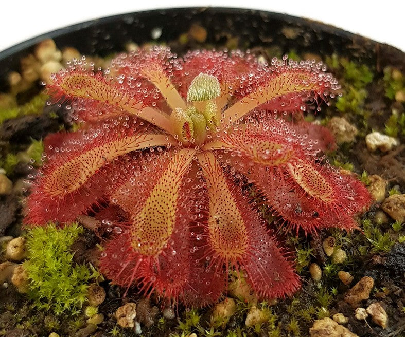 Drosera Madagascariensis x Aliciae