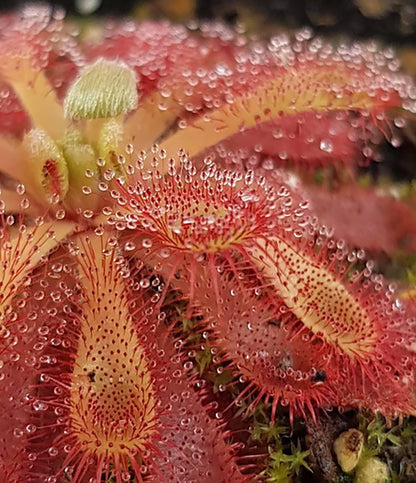 Drosera Madagascariensis x Aliciae